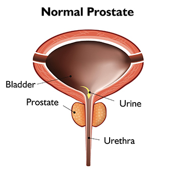Normal Prostate